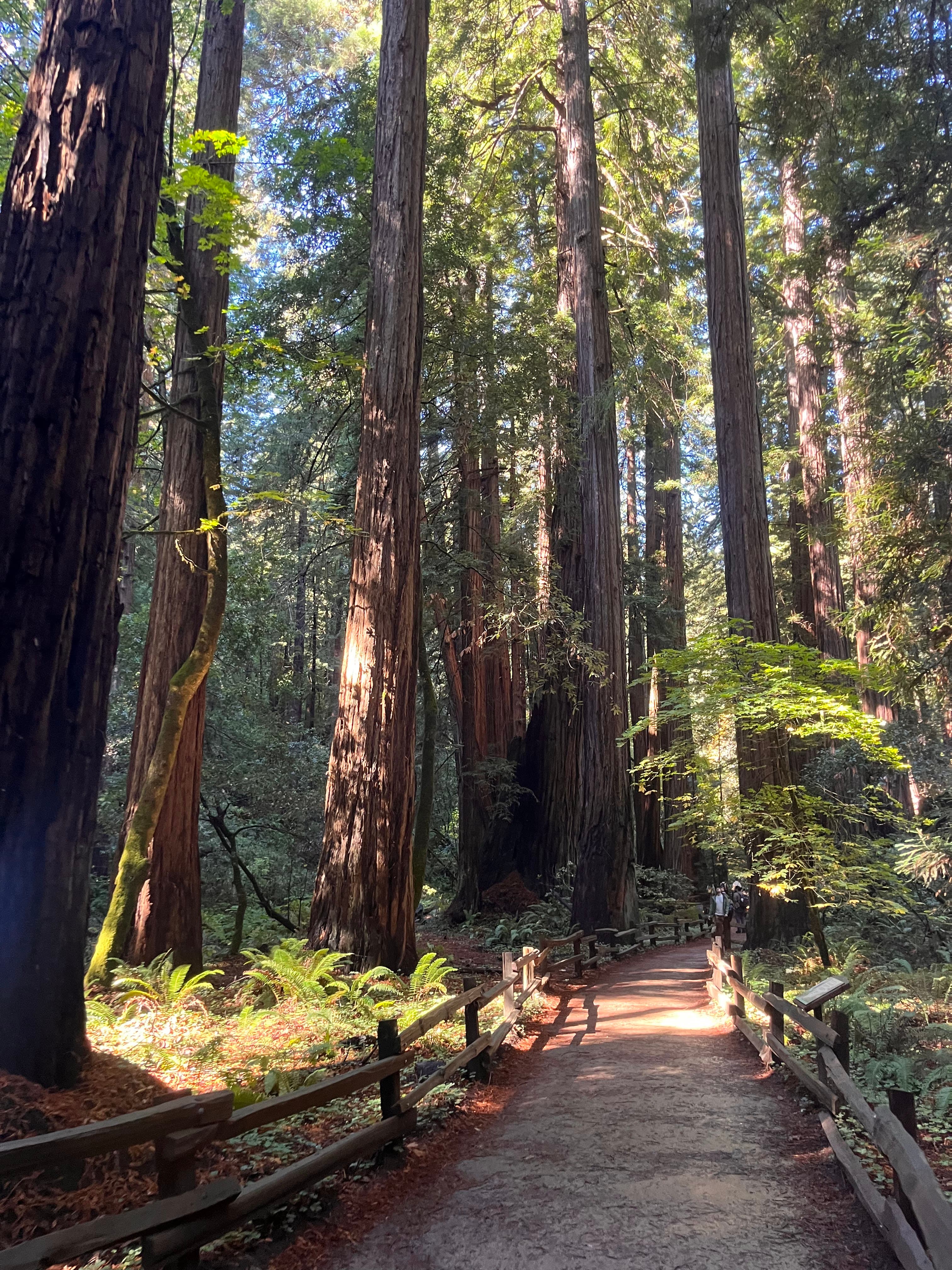 Boardwalk path through redwood forest